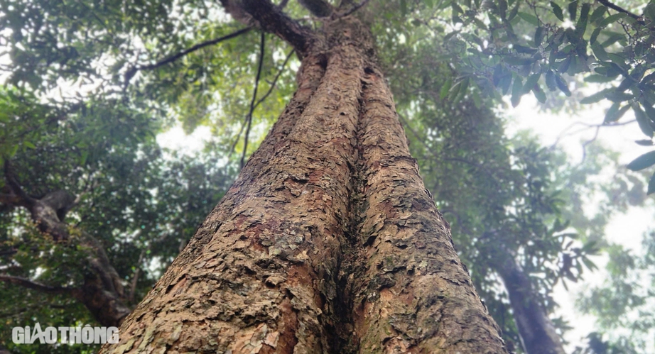B&iacute; ẩn về những b&aacute;u vật trong ng&ocirc;i ch&ugrave;a 400 năm tuổi ở Th&aacute;i Nguy&ecirc;n- Ảnh 19.