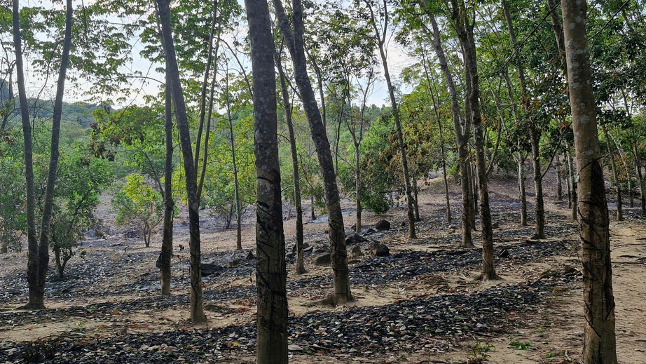 Gia Lai: Điều tra vụ vườn cao su và điều cháy- Ảnh 2. Gia Lai: Điều tra vụ vườn cao su và điều cháy- Ảnh 2.