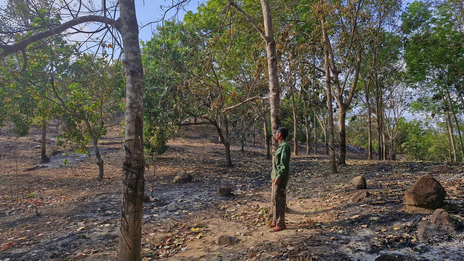 Gia Lai: Điều tra vụ vườn cao su và điều cháy- Ảnh 1. Gia Lai: Điều tra vụ vườn cao su và điều cháy- Ảnh 1.