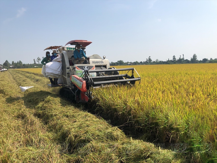 Ng&acirc;n h&agrave;ng Nh&agrave; nước y&ecirc;u cầu cung ứng vốn phục vụ sản xuất, chế biến v&agrave; xuất khẩu gạo - Ảnh 1.