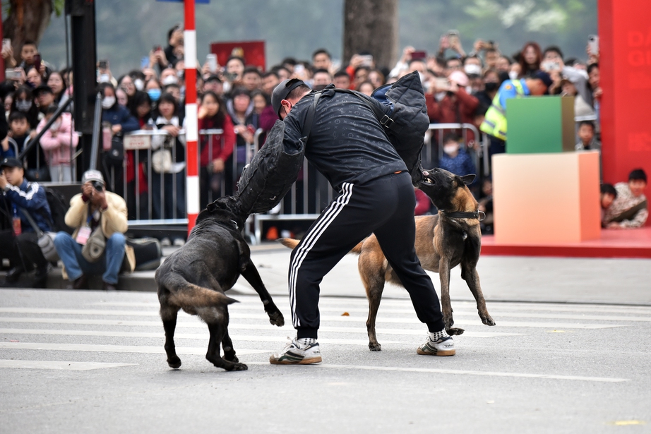 M&atilde;n nh&atilde;n m&agrave;n biểu diễn tấn c&ocirc;ng tội phạm của lực lượng cảnh khuyển, kỵ binh- Ảnh 8.