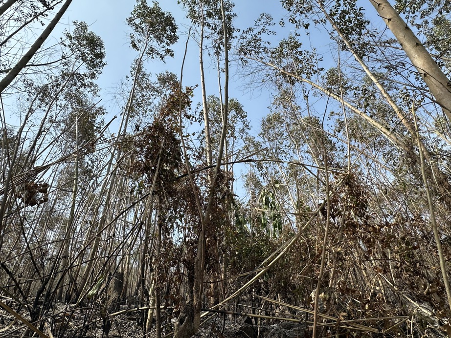 Vĩnh Phúc: Huy động gần 800 người tham gia chữa cháy rừng tại Núi Ngang- Ảnh 4. Vĩnh Phúc: Huy động gần 800 người tham gia chữa cháy rừng tại Núi Ngang- Ảnh 4.