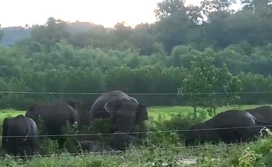 Voi rừng lại xuất hiện gần khu d&acirc;n cư, ph&aacute; hoại hoa m&agrave;u của người d&acirc;n- Ảnh 1.