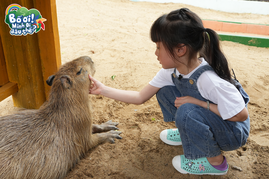 Bé Bào Ngư thì thầm ru ngủ capybara Bé Bào Ngư thì thầm ru ngủ capybara