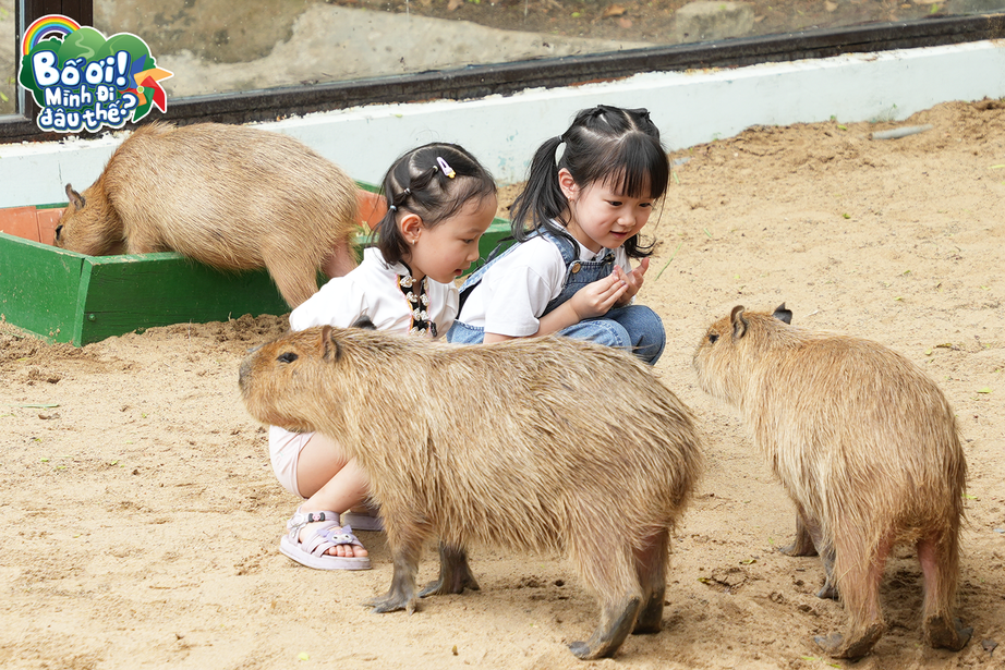 Bé Bào Ngư và bé Vy Trâm trong chuồng capybara Bé Bào Ngư và bé Vy Trâm trong chuồng capybara