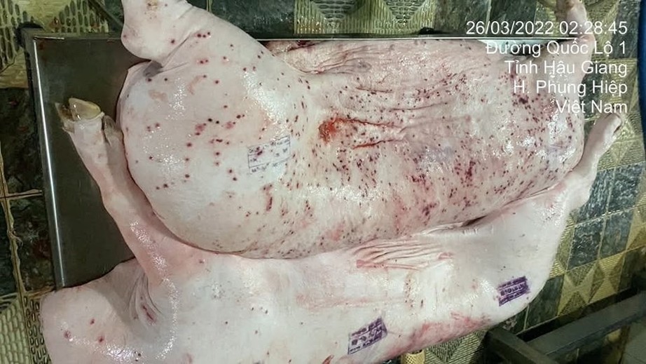 Đóng dấu an toàn lên thịt lợn C.P bị bệnh, cán bộ giải trình gì?- Ảnh 1. Đóng dấu an toàn lên thịt lợn C.P bị bệnh, cán bộ giải trình gì?- Ảnh 1.