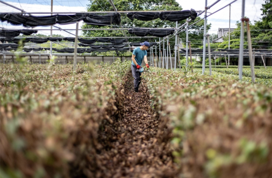 Cơn sốt matcha toàn cầu khiến các trang trại trà Nhật Bản cạn kiệt- Ảnh 2. Cơn sốt matcha toàn cầu khiến các trang trại trà Nhật Bản cạn kiệt- Ảnh 2.