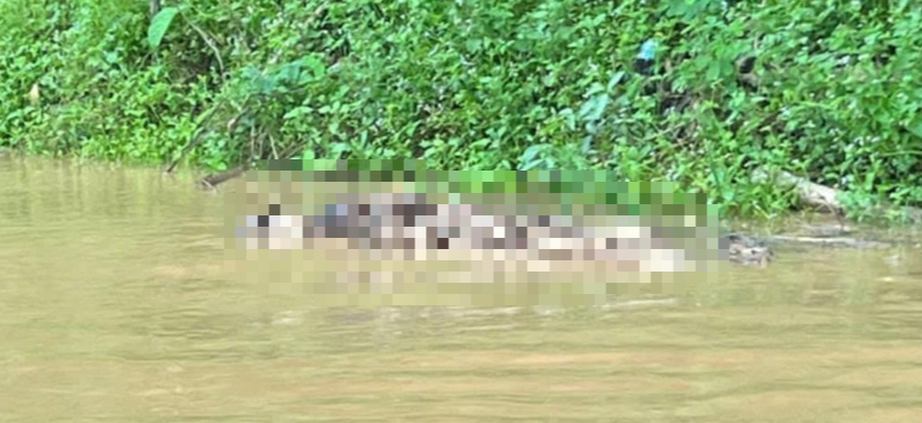 Nghệ An: Ph&aacute;t hiện 2 thi thể tr&ocirc;i dạt tr&ecirc;n l&ograve;ng hồ thủy điện Hủa Na- Ảnh 1.