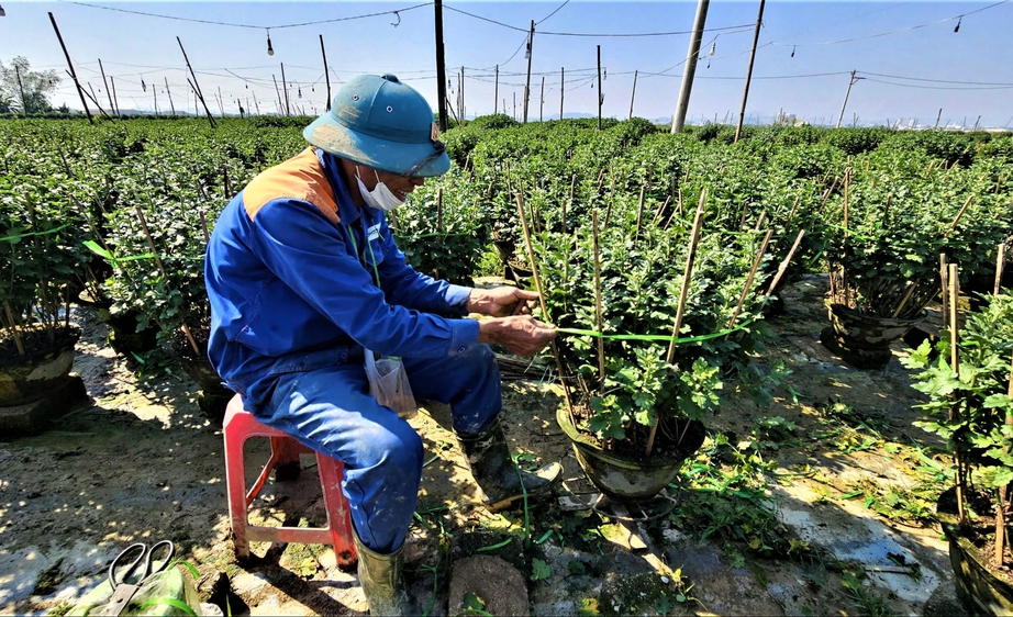 Huế: L&agrave;ng hoa Tết "hồi sinh" sau lũ lịch sử- Ảnh 12.