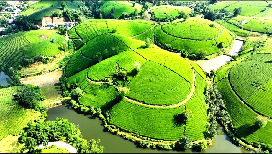 &ldquo;Tri thức trồng v&agrave; chế biến ch&egrave; Th&aacute;i Nguy&ecirc;n&rdquo; trở th&agrave;nh Di sản văn h&oacute;a phi vật thể quốc gia- Ảnh 1.