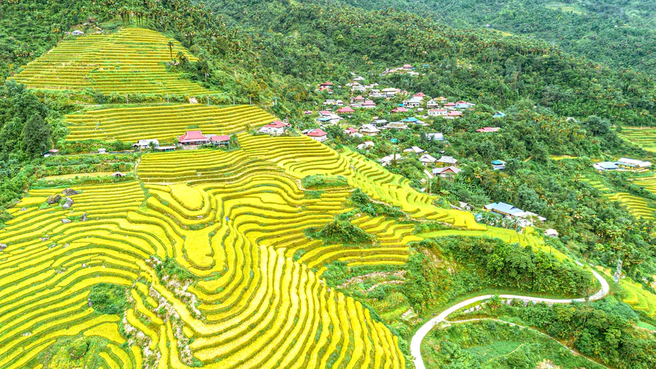 Rực rỡ sắc v&agrave;ng giữa v&ugrave;ng sơn cước Tuy&ecirc;n Quang- Ảnh 1.