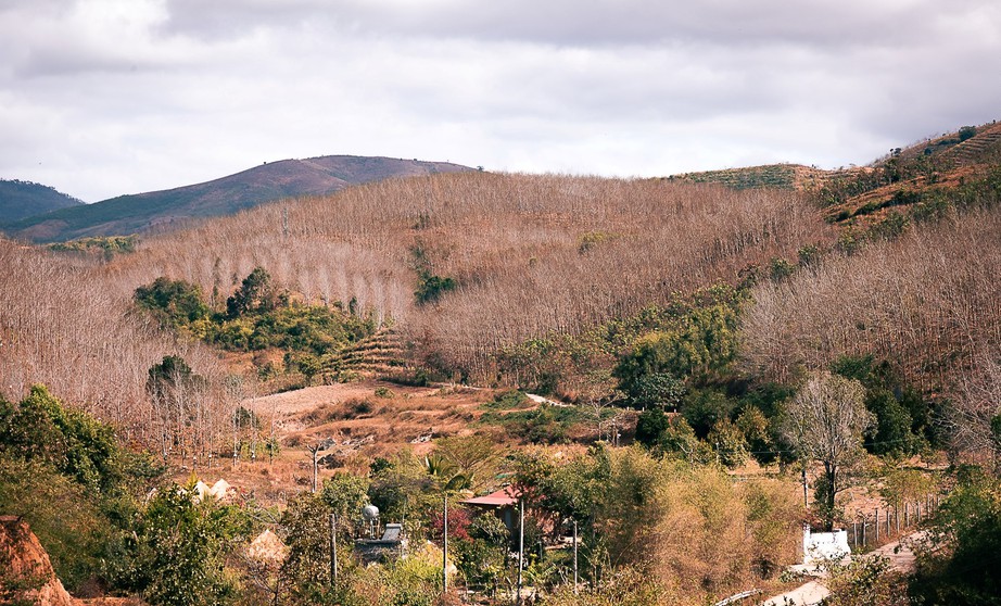 Du xuân nơi biên viễn ngắm rừng cao su thay lá đẹp nao lòng- Ảnh 3. Du xuân nơi biên viễn ngắm rừng cao su thay lá đẹp nao lòng- Ảnh 3.
