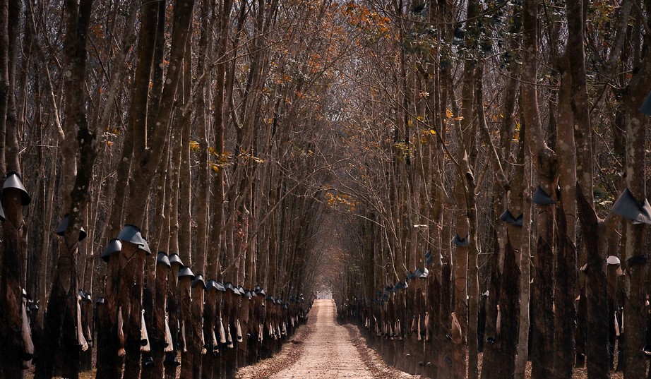 Du xuân nơi biên viễn ngắm rừng cao su thay lá đẹp nao lòng- Ảnh 4. Du xuân nơi biên viễn ngắm rừng cao su thay lá đẹp nao lòng- Ảnh 4.