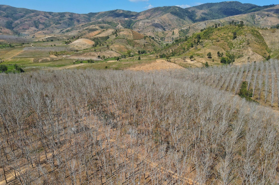 Du xuân nơi biên viễn ngắm rừng cao su thay lá đẹp nao lòng- Ảnh 9. Du xuân nơi biên viễn ngắm rừng cao su thay lá đẹp nao lòng- Ảnh 9.