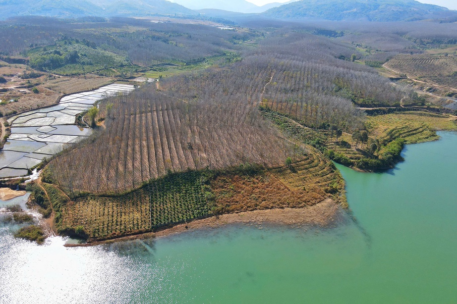 Du xuân nơi biên viễn ngắm rừng cao su thay lá đẹp nao lòng- Ảnh 10. Du xuân nơi biên viễn ngắm rừng cao su thay lá đẹp nao lòng- Ảnh 10.