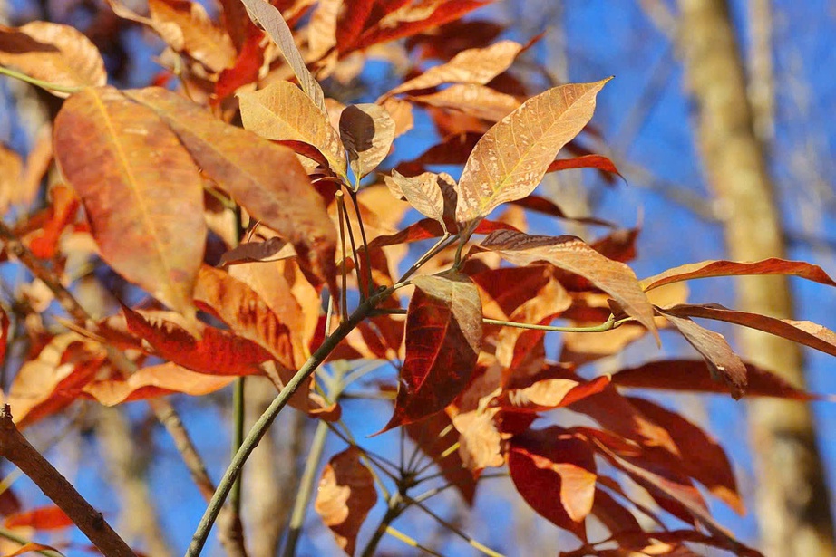 Du xuân nơi biên viễn ngắm rừng cao su thay lá đẹp nao lòng- Ảnh 11. Du xuân nơi biên viễn ngắm rừng cao su thay lá đẹp nao lòng- Ảnh 11.