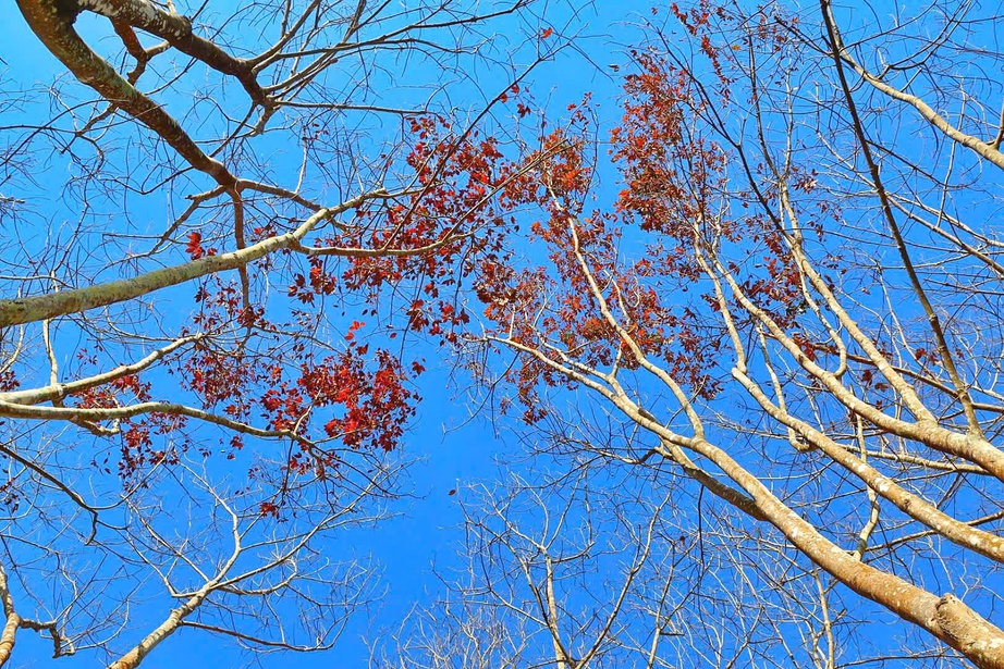 Du xuân nơi biên viễn ngắm rừng cao su thay lá đẹp nao lòng- Ảnh 12. Du xuân nơi biên viễn ngắm rừng cao su thay lá đẹp nao lòng- Ảnh 12.