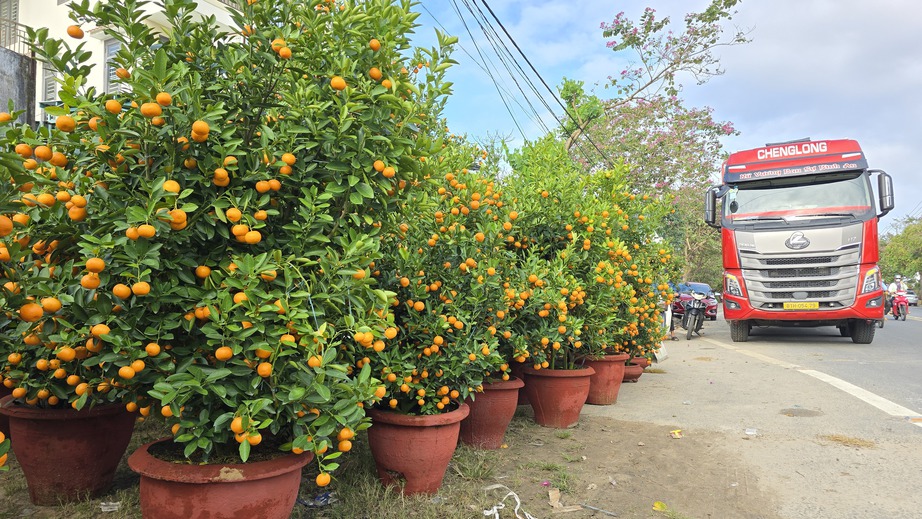 Quất Tết Hội An được gi&aacute;, "phủ s&oacute;ng" khắp miền Trung- Ảnh 1.