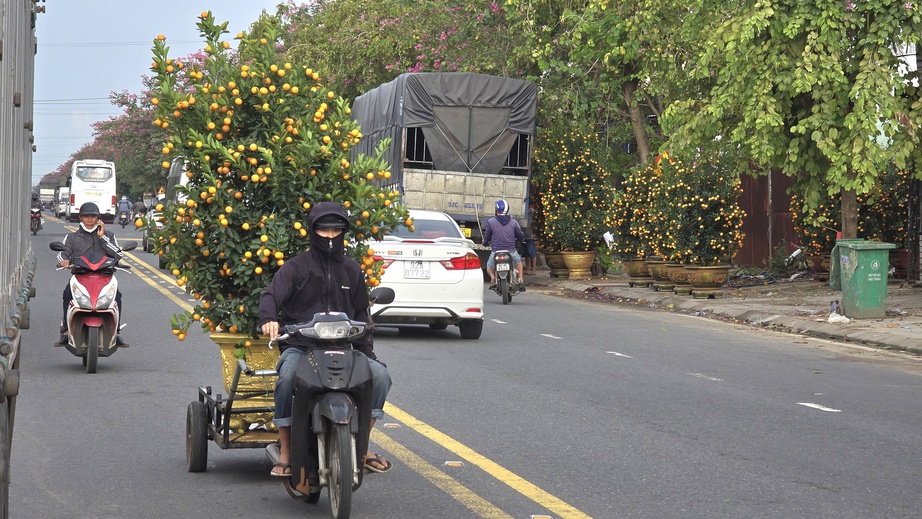 Quất Tết Hội An được gi&aacute;, "phủ s&oacute;ng" khắp miền Trung- Ảnh 12.