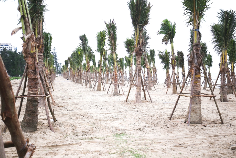 Nghệ An: Trồng rừng dừa xanh tạo điểm nhấn biển Cửa L&ograve; trước m&ugrave;a du lịch- Ảnh 2.