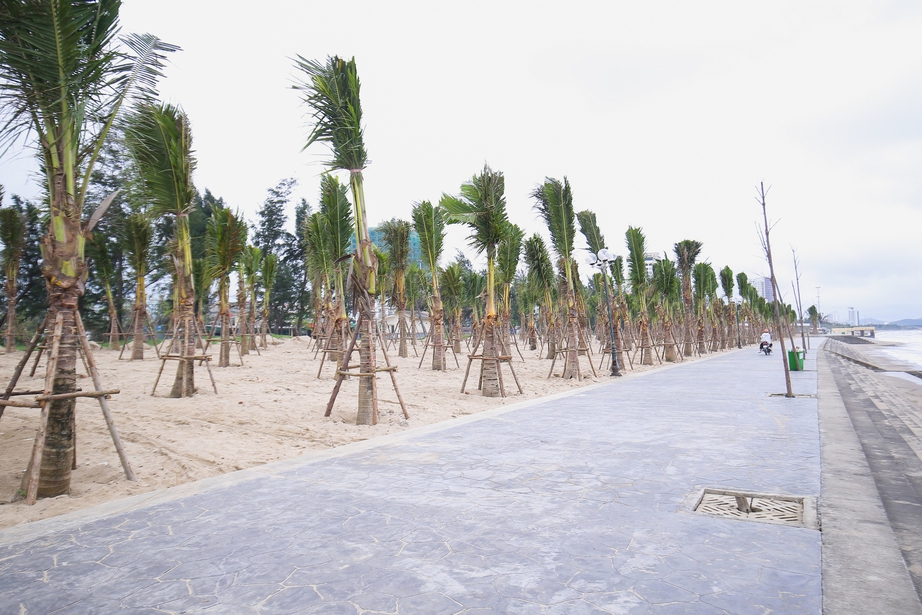 Nghệ An: Trồng rừng dừa xanh tạo điểm nhấn biển Cửa L&ograve; trước m&ugrave;a du lịch- Ảnh 1.