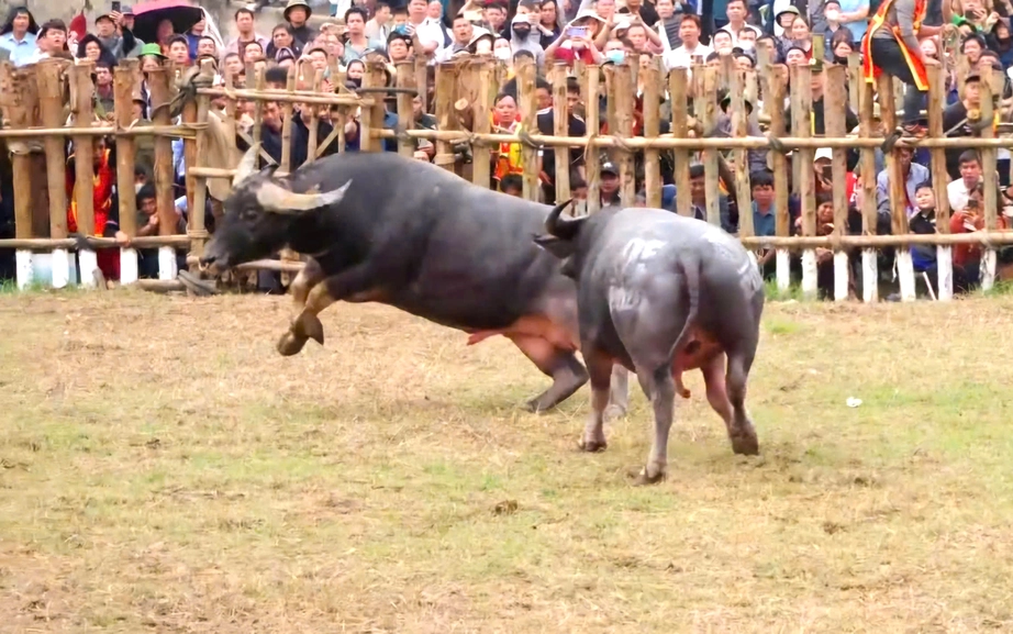 Ph&uacute; Thọ: H&agrave;ng ngh&igrave;n người dự lễ hội chọi tr&acirc;u truyền thống Hải Lựu năm 2026- Ảnh 3.