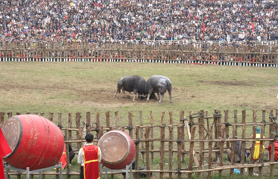 Ph&uacute; Thọ: H&agrave;ng ngh&igrave;n người dự lễ hội chọi tr&acirc;u truyền thống Hải Lựu năm 2026- Ảnh 2.
