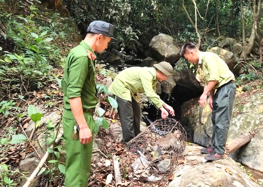 L&acirc;m Đồng: Người d&acirc;n tự nguyện giao nộp khỉ, trăn qu&yacute; hiếm thả về rừng tự nhi&ecirc;n- Ảnh 1.