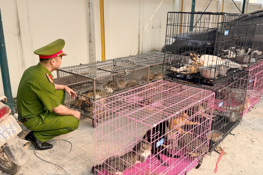 H&agrave; Nội: Bắt giữ nh&oacute;m trộm 300 con m&egrave;o ở khắp th&agrave;nh phố, thu lời h&agrave;ng chục triệu đồng- Ảnh 1.