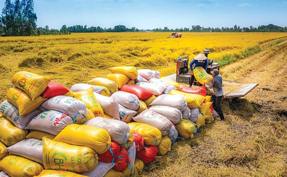 Mở rộng sản xuất l&uacute;a chất lượng cao, ph&aacute;t thải thấp - Ảnh 1.