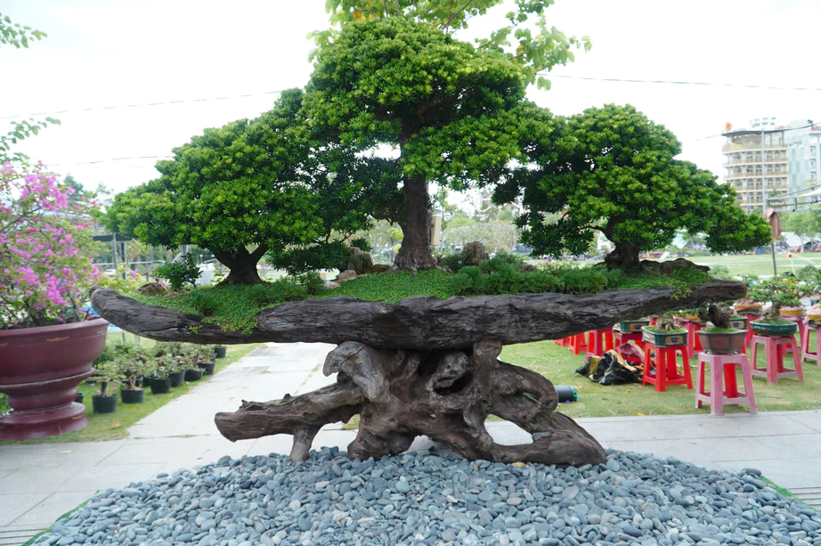 Độc đ&aacute;o những &ldquo;đại cảnh&rdquo; bonsai hội tụ tại Quảng trường xanh Quy Nhơn - Ảnh 8.