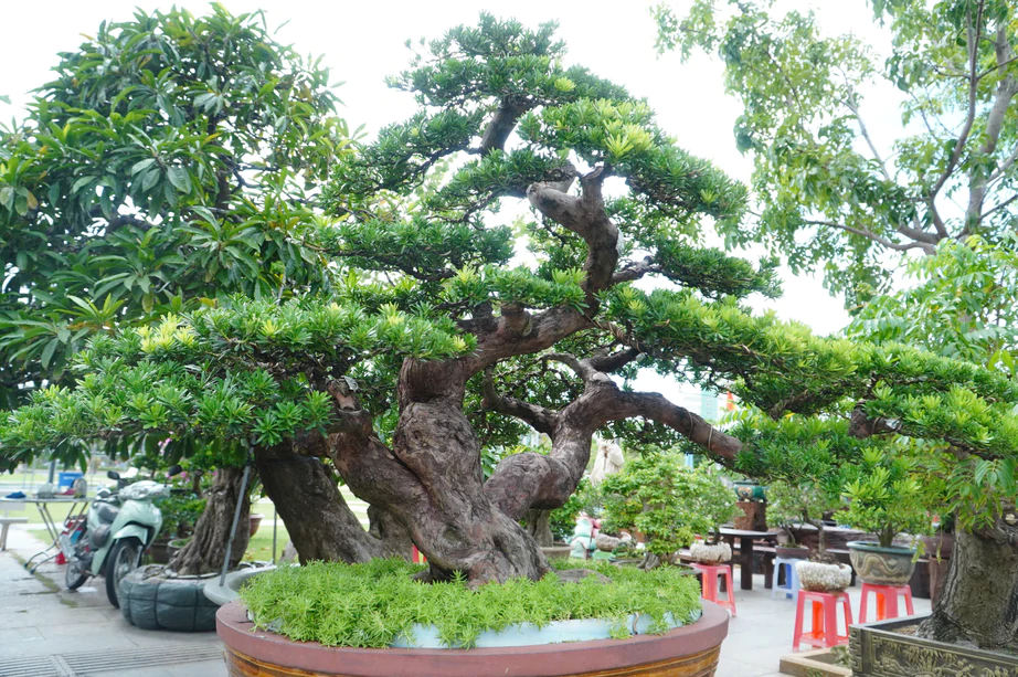 Độc đ&aacute;o những &ldquo;đại cảnh&rdquo; bonsai hội tụ tại Quảng trường xanh Quy Nhơn - Ảnh 10.