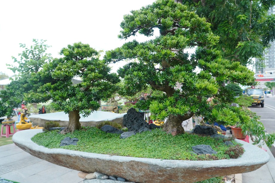 Độc đ&aacute;o những &ldquo;đại cảnh&rdquo; bonsai hội tụ tại Quảng trường xanh Quy Nhơn - Ảnh 6.