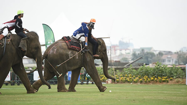 Polo voi tại&nbsp;C&uacute;p Nh&agrave; vua (Th&aacute;i Lan): M&ocirc;n thể thao n&agrave;y kh&ocirc;ng qu&aacute; nguy hiểm m&agrave; lại&nbsp;rất ấn tượng v&agrave; độc đ&aacute;o n&ecirc;n du kh&aacute;ch rất th&iacute;ch th&uacute; khi được thử trải nghiệm một lần.