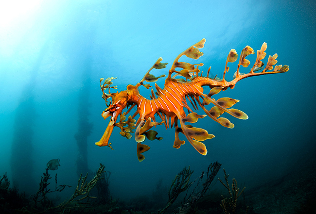 L&aacute; seadragon: Nếu bạn mong đợi seadragon c&oacute; l&aacute; giống một con rồng, bạn c&oacute; thể thất vọng. Sinh vật n&agrave;y, được t&igrave;m thấy dọc theo bờ biển T&acirc;y Nam của Australia, tr&ocirc;ng giống như rong biển tr&ocirc;i nổi.&nbsp;
