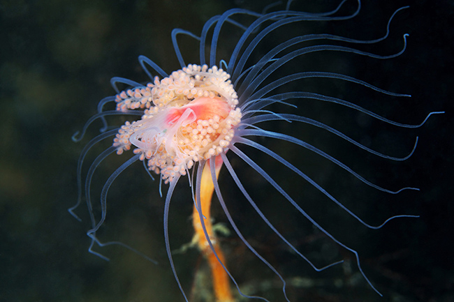 Arctic Hydromedusa: Sinh vật b&iacute; ẩn n&agrave;y cư tr&uacute; ở v&ugrave;ng nước s&acirc;u của Bắc Cực, s&acirc;u khoảng 1km.&nbsp;
