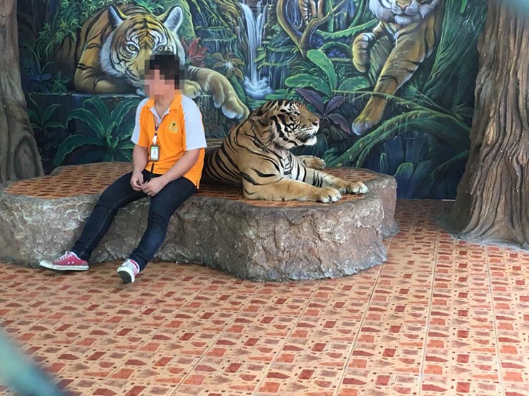 6. Kh&ocirc;ng n&ecirc;n đến thăm những nơi c&oacute; động vật hoang d&atilde; bị bắt. Ở những nơi n&agrave;y, động vật hoang d&atilde; bị thu mua tr&aacute;i ph&eacute;p, họ thậm ch&iacute; c&ograve;n loại bỏ răng v&agrave; m&oacute;ng vuốt kh&aacute;ch du lịch c&oacute; thể tiếp cận c&aacute;c con vật v&agrave; chụp ảnh với ch&uacute;ng.&nbsp;

