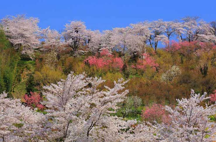 1. Akima Umebayashi l&agrave; một danh lam thắng cảnh ở tỉnh Gunma, nơi nổi tiếng về trồng mận. C&oacute; khoảng 35.000 c&acirc;y được trồng trong vườn mận 500.000 m2 trải d&agrave;i tr&ecirc;n n&uacute;i ở thượng nguồn s&ocirc;ng Akima.&nbsp;Cả một v&ugrave;ng trời ngập tr&agrave;n sắc hoa trắng hồng, thoang thoảng hương mận ngọt ng&agrave;o.