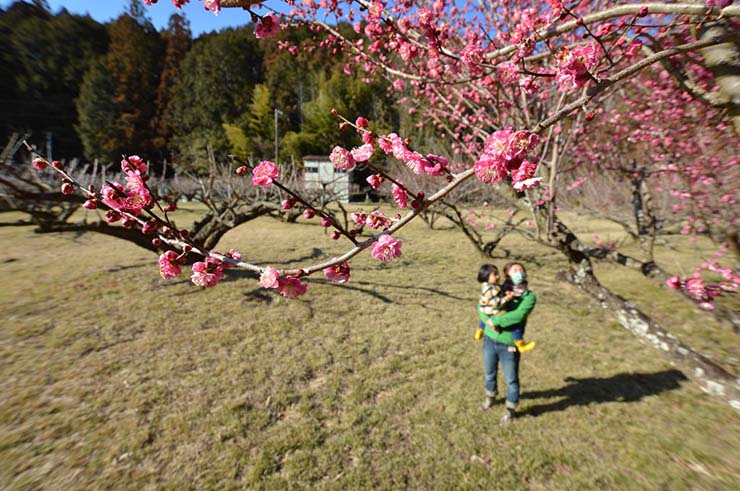 10. Toyooka Baien mở cửa từ giữa th&aacute;ng 2 đến đầu th&aacute;ng 3, c&ocirc;ng vi&ecirc;n rộng 130.000m2 n&agrave;y tự h&agrave;o l&agrave; nơi c&oacute; 3.000 c&acirc;y mận trắng được trồng. Ban đầu, người ta trồng mận với mục đ&iacute;ch sản xuất rượu, mứt v&agrave; siro mận, sau đ&oacute; mới kết hợp th&ecirc;m du lịch.