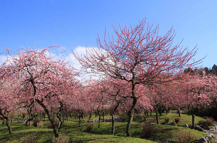 11. Trong c&ocirc;ng vi&ecirc;n Bairin rộng 380.000m2 c&oacute; một khu vườn trồng ri&ecirc;ng mận v&agrave; thu hoạch c&aacute;c quả mận. Đ&acirc;y l&agrave; nơi c&oacute; thể nh&igrave;n ra d&atilde;y n&uacute;i Suzuka h&ugrave;ng vĩ. Lễ hội địa phương thường diễn ra trong 2 tuần sau khi hoa nở rộ.