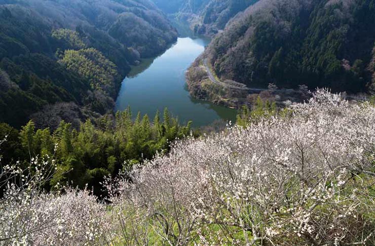 13. Thung lũng mận Tsukigase l&agrave; 1 trong 3 vườn mận lớn ở Nara, được ch&iacute;nh phủ Nhật Bản c&ocirc;ng nhận l&agrave; danh lam thắng cảnh lần đầu ti&ecirc;n v&agrave;o năm 1922.&nbsp;Rừng mận trải d&agrave;i 2 b&ecirc;n sườn thung lũng nơi s&ocirc;ng Nabari chảy qua.