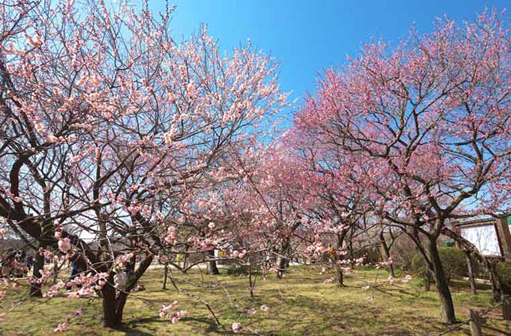 2. Kairakuen&nbsp;ở tỉnh Ibaraki l&agrave; nơi c&oacute; khoảng 3.000 c&acirc;y mận được trồng. V&igrave; c&oacute; 100 loại mận kh&aacute;c nhau n&ecirc;n bạn c&oacute; thể thưởng thức hoa mận nở trong thời gian d&agrave;i.