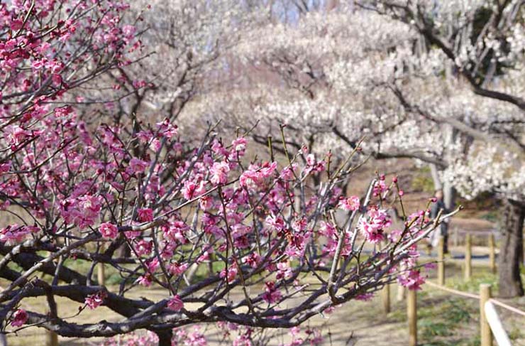 3. Vườn mận n&agrave;y tọa lạc tr&ecirc;n sườn ph&iacute;a t&acirc;y n&uacute;i Orihime, tỉnh Tochigi, mở cửa miễn ph&iacute; cho c&ocirc;ng ch&uacute;ng từ cuối th&aacute;ng 2 đến giữa th&aacute;ng 3 hằng năm. Khoảng 1.200 c&acirc;y mận được trồng tại đ&acirc;y. Khi hoa mận nở rộ, dốc của một thung lũng được bao quanh bởi những &ldquo;đ&aacute;m m&acirc;y m&agrave;u hồng trắng&rdquo; rất đẹp.