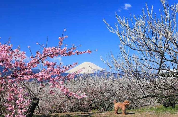 4. C&oacute; 3 khu rừng mận Nakagawara, Hara v&agrave; Bessho được gộp chung tại nơi n&agrave;y.&nbsp;Trong khu vực c&oacute; rất nhiều điểm tham quan v&agrave; c&ograve;n c&oacute; một con đường đi bộ nối liền c&aacute;c điểm.