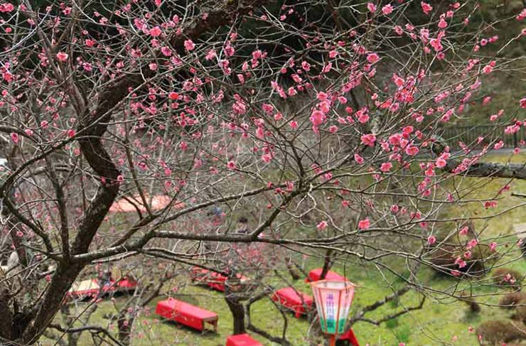 5. C&oacute; khoảng 300 c&acirc;y mận khoe sắc trong khu&ocirc;n vi&ecirc;n rộng lớn ở Yutagawa onsen. Từ cuối th&aacute;ng 3 đến đầu th&aacute;ng 5, hoa mận sẽ nở rộ li&ecirc;n tục v&agrave; c&aacute;c lễ hội sẽ được tổ chức. Bạn c&oacute; thể đến đ&acirc;y tắm suối nước n&oacute;ng v&agrave; ngắm hoa mận nở.