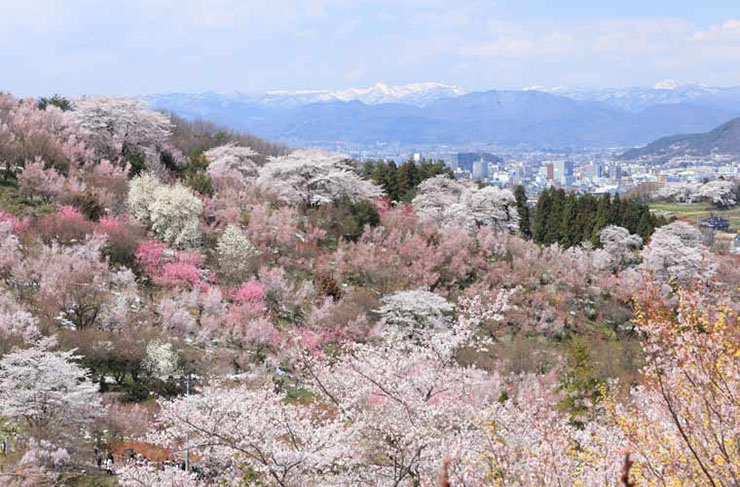 6. C&ocirc;ng vi&ecirc;n Hanamiyama thuộc sở hữu tư nh&acirc;n, nơi người n&ocirc;ng d&acirc;n d&agrave;nh nhiều thời gian để trồng mận. Thời gian ngắm hoa đẹp nhất l&agrave; từ đầu th&aacute;ng 2 đến cuối th&aacute;ng 3.