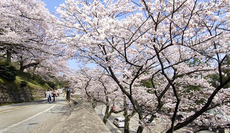 9. Kenrokuen l&agrave; 1 trong 3 khu vườn lớn của Nhật Bản. Khu rừng mận ở đ&acirc;y rộng 3.000m2, c&oacute; 200 c&acirc;y mận của 20 lo&agrave;i kh&aacute;c nhau. Hoa bắt đầu nở rộ v&agrave;o th&aacute;ng 3 hằng năm, thường mận trắng sẽ nở trước.