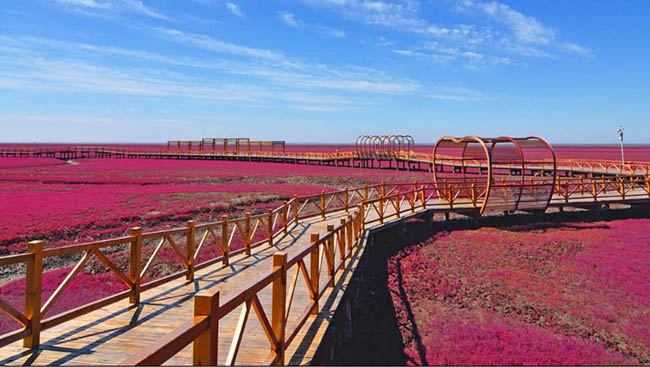 B&atilde;i biển đỏ, Panjin, Trung Quốc: B&atilde;i biển n&agrave;y được bao phủ trong một loại rong biển c&oacute; t&ecirc;n Sueda, chuyển sang m&agrave;u đỏ tươi v&agrave;o m&ugrave;a thu.&nbsp;
