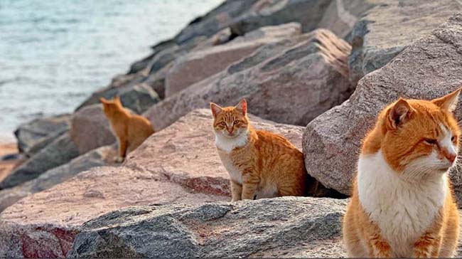 Đảo m&egrave;o, Nhật Bản: Tr&ecirc;n đảo c&oacute; rất nhiều m&egrave;o, những con m&egrave;o được đưa đến để bắt chuột gi&uacute;p người d&acirc;n đảo v&agrave; ch&uacute;ng ng&agrave;y một sinh s&ocirc;i nảy nở, đến nay thậm ch&iacute; c&oacute; "d&acirc;n số" c&ograve;n nhiều hơn con người.&nbsp;
