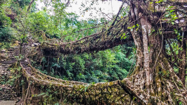 Cầu rễ c&acirc;y, Ấn Độ: C&acirc;y cầu ở bang Meghalaya kh&ocirc;ng được l&agrave;m từ th&eacute;p hay b&ecirc; t&ocirc;ng m&agrave; được h&igrave;nh th&agrave;nh từ rễ c&acirc;y. Người d&acirc;n địa phương đ&atilde; trồng c&acirc;y ở hai b&ecirc;n bờ s&ocirc;ng v&agrave; dần uốn rễ của ch&uacute;ng dọc bộ khung tạm bắc qua mặt nước. Một c&acirc;y cầu rễ c&acirc;y c&oacute; thể cần 10 đến 15 năm để h&igrave;nh th&agrave;nh.